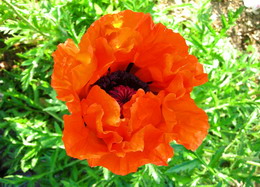 Nargil_Papaver Orientale